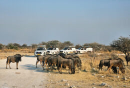 Namibia_August (73/135)